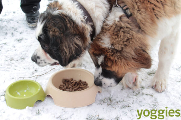  Τροφή Active ψυχρής έκθλιψης Yoggies χειμώνας